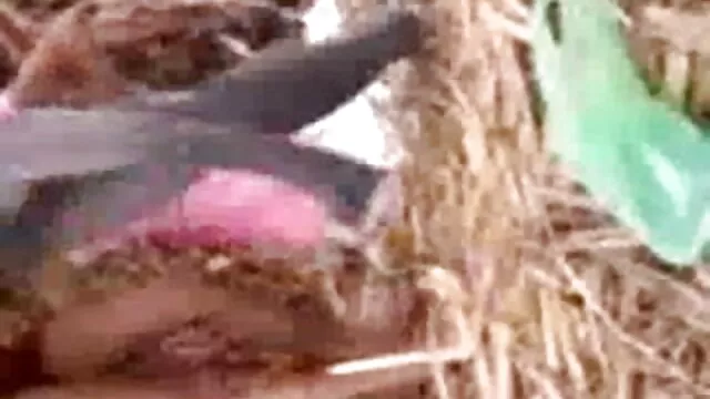 আমি তার ঘাড় কাছাকাছি একটি বেল্ট রাখা এবং তাকে এটা দিয়েছে. বাংলা xxx con